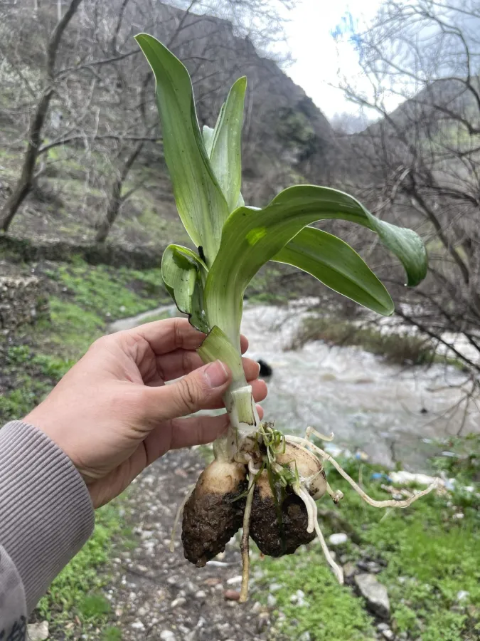 Himantoglossum caprinum