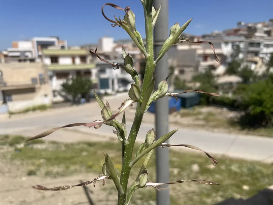 Himantoglossum caprinum