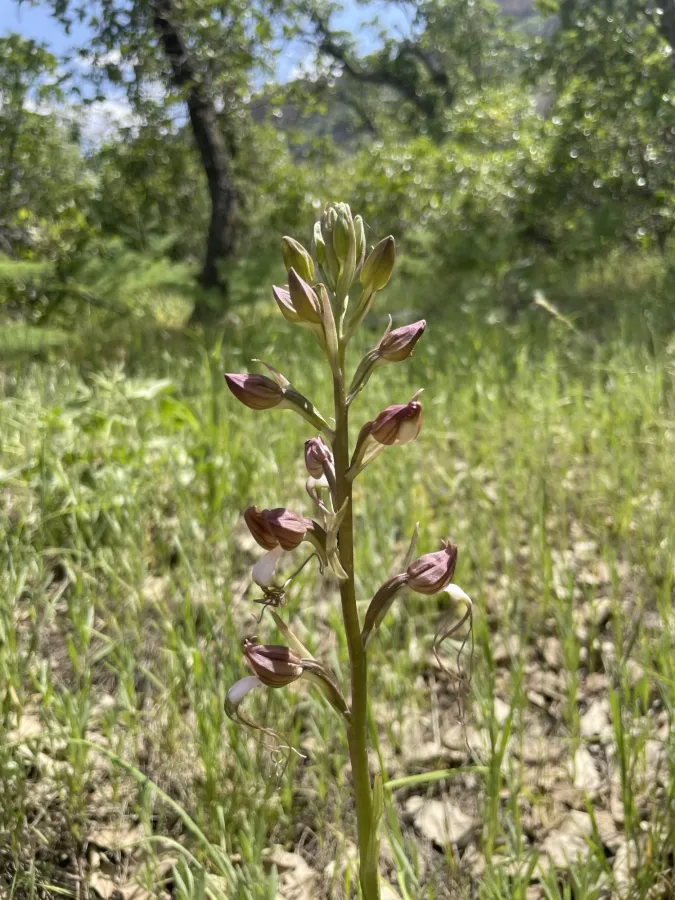 Himantoglossum comperianum