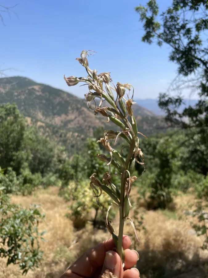 Himantoglossum comperianum