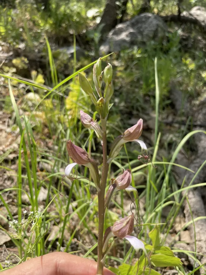Himantoglossum comperianum