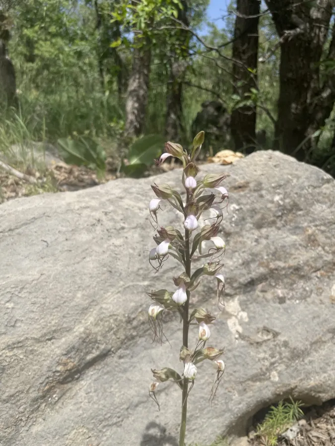 Himantoglossum comperianum