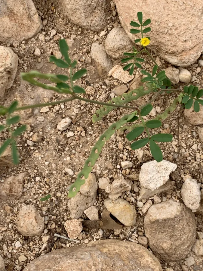 Hippocrepis unisiliquosa
