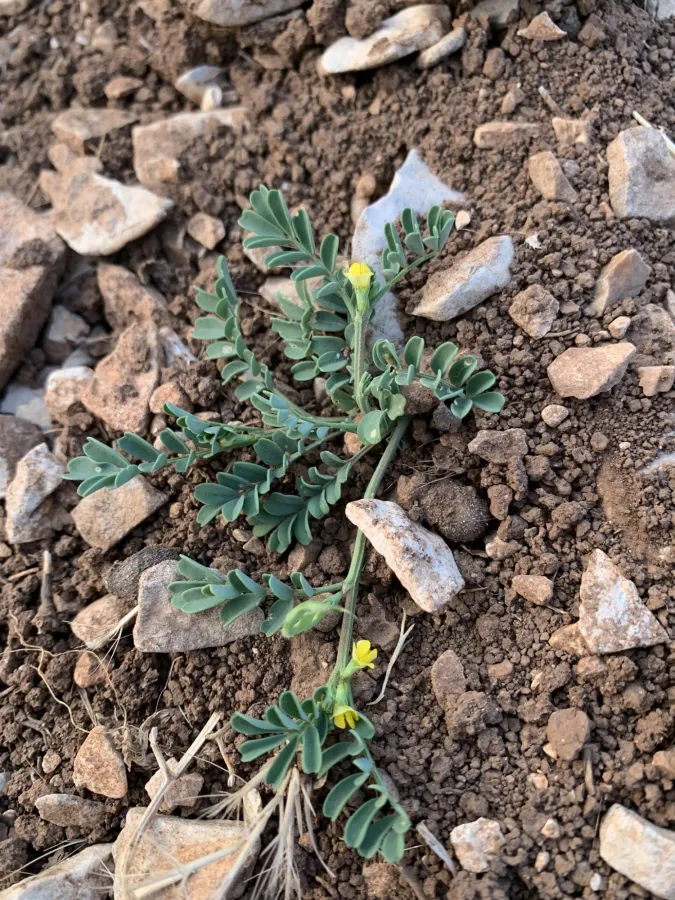 Hippocrepis unisiliquosa