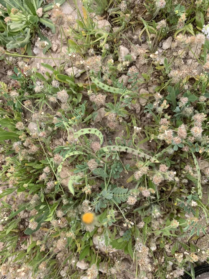 Hippocrepis unisiliquosa