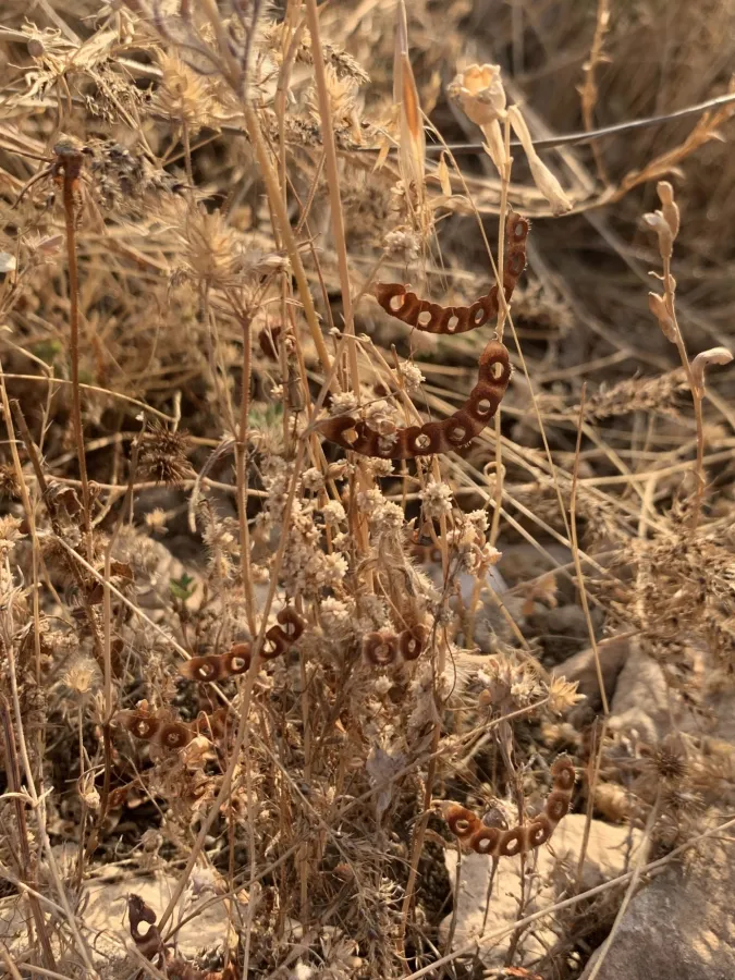 Hippocrepis unisiliquosa
