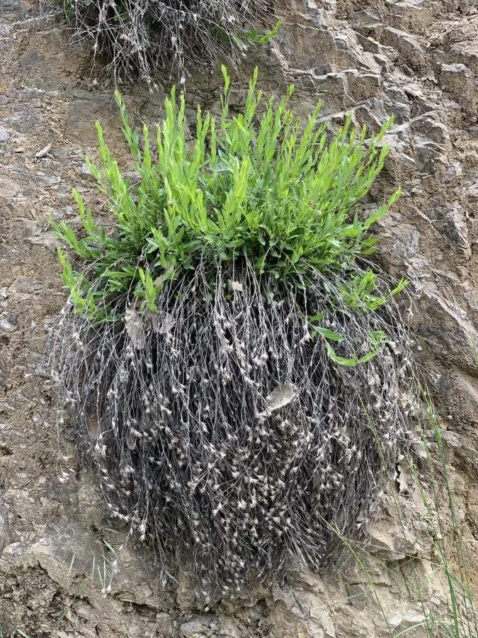 Hirtellina kurdica