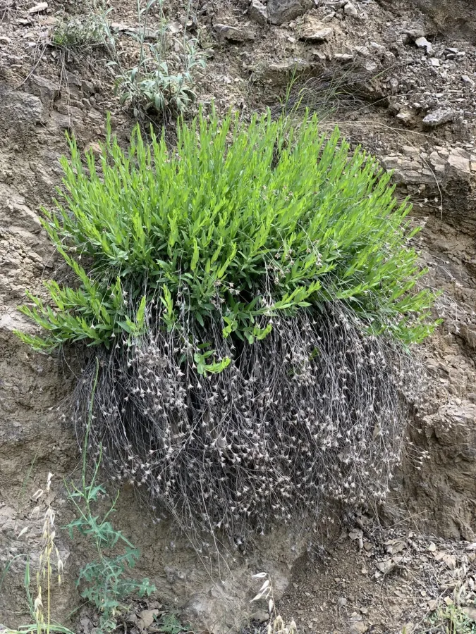 Hirtellina kurdica