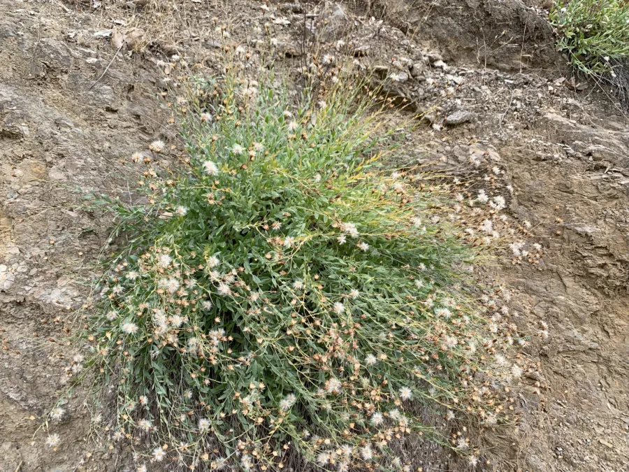 Hirtellina kurdica