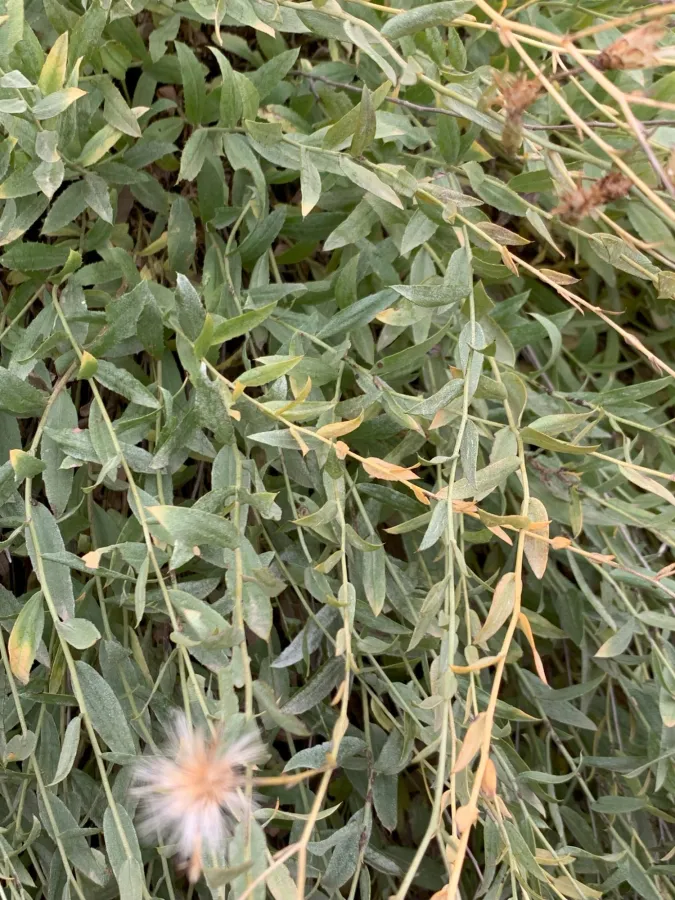 Hirtellina kurdica