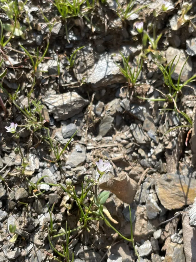 Holosteum glutinosum