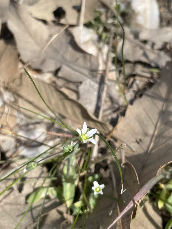 Holosteum glutinosum