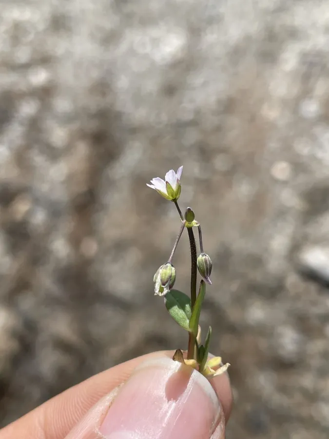 Holosteum glutinosum