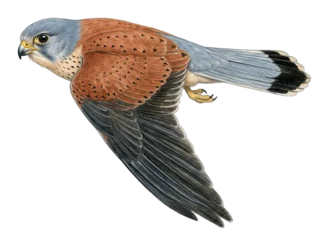 واشەی بچووک