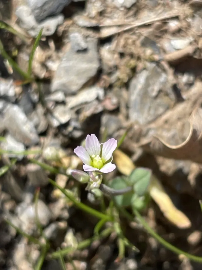 Holosteum glutinosum