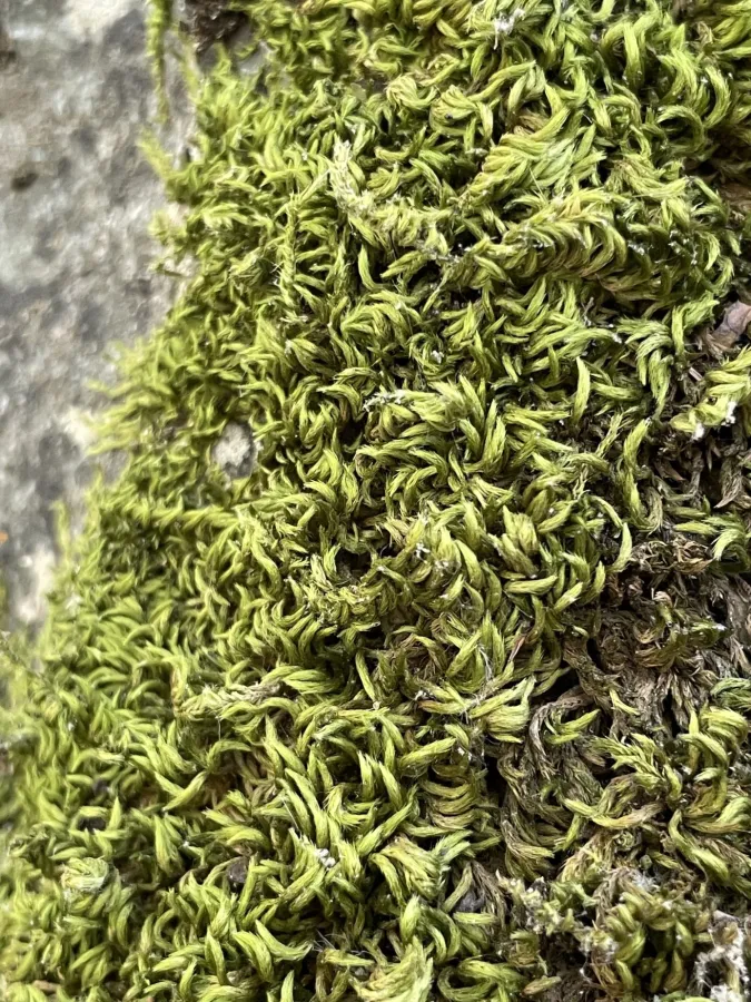 Homalothecium sericeum