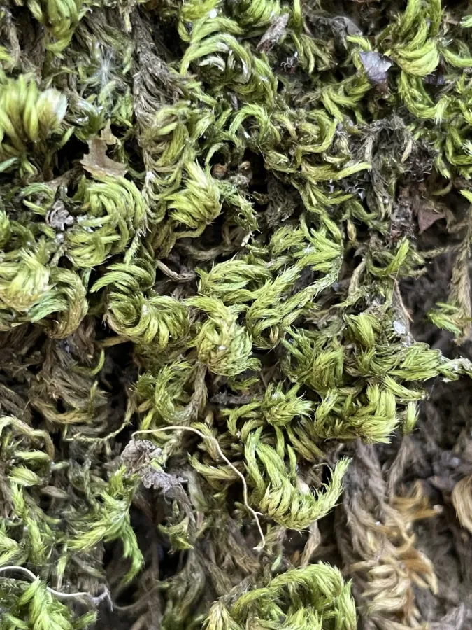 Homalothecium sericeum