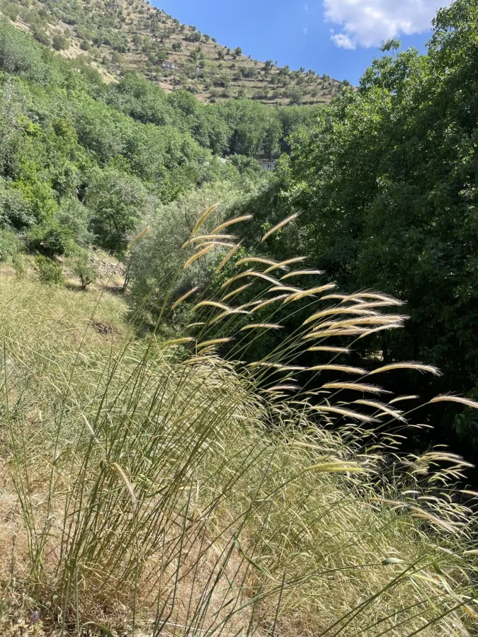Hordeum bulbosum