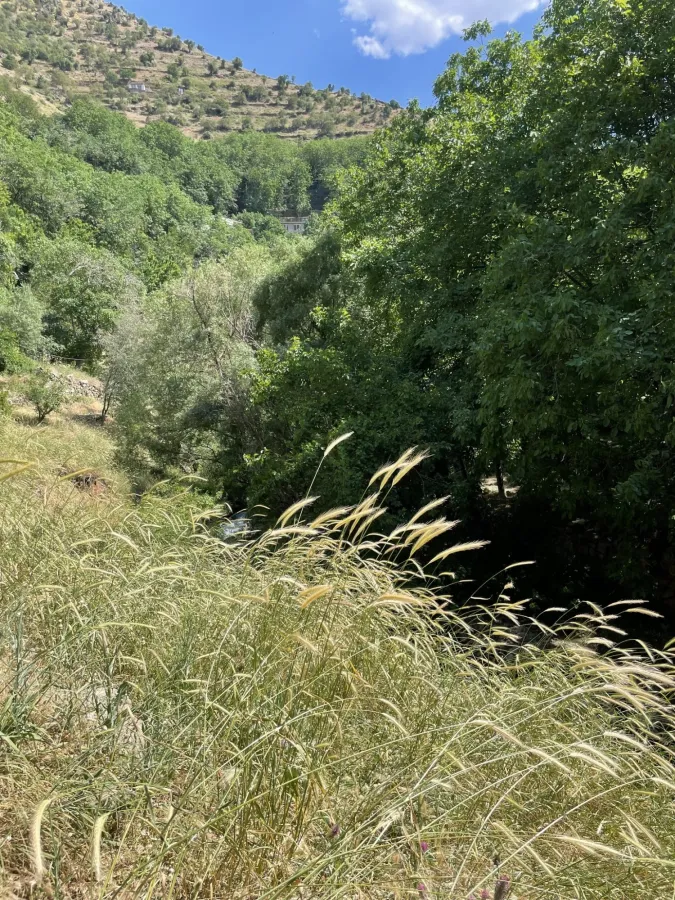 Hordeum bulbosum