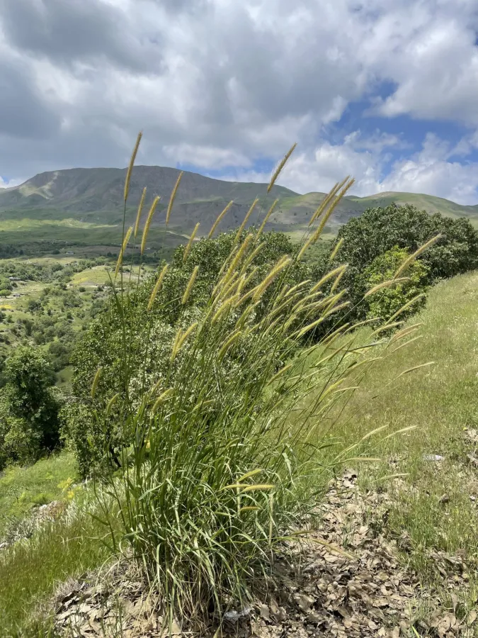 Hordeum bulbosum