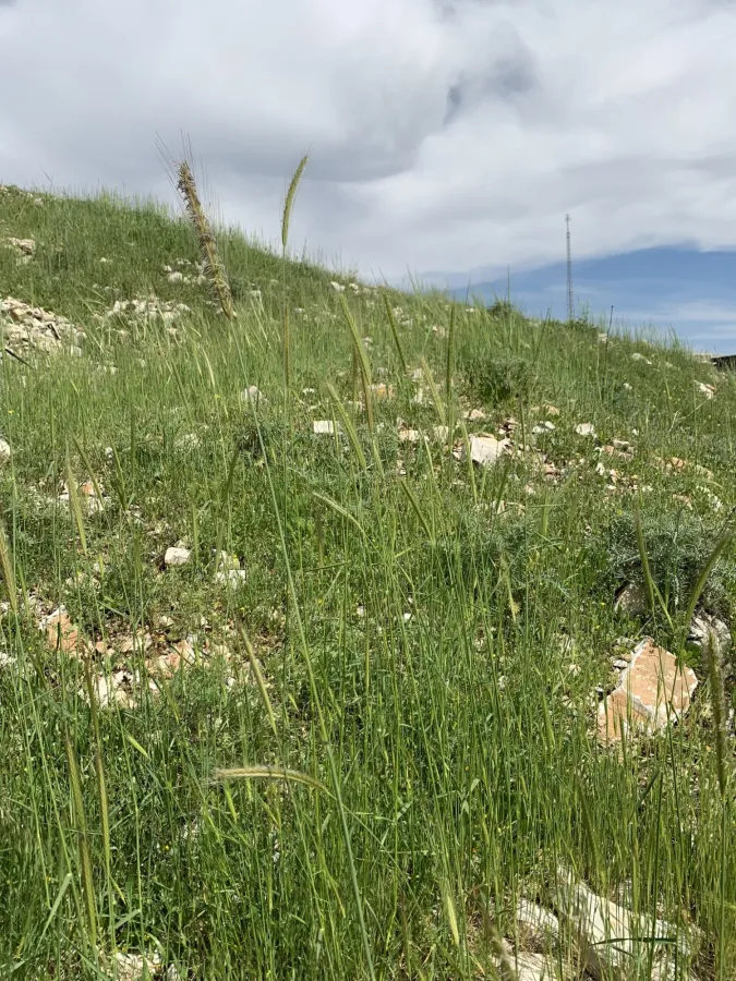 Hordeum bulbosum