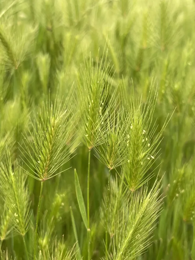Hordeum marinum