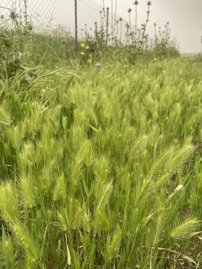 Hordeum marinum