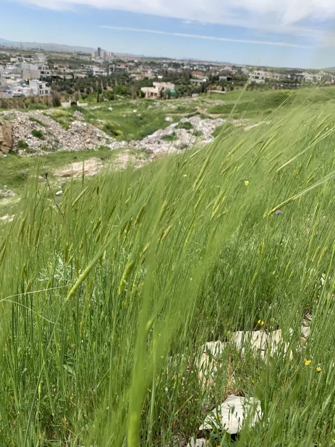 Hordeum vulgare