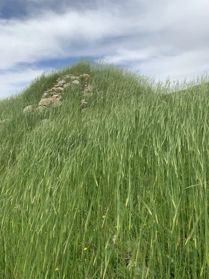 Hordeum vulgare