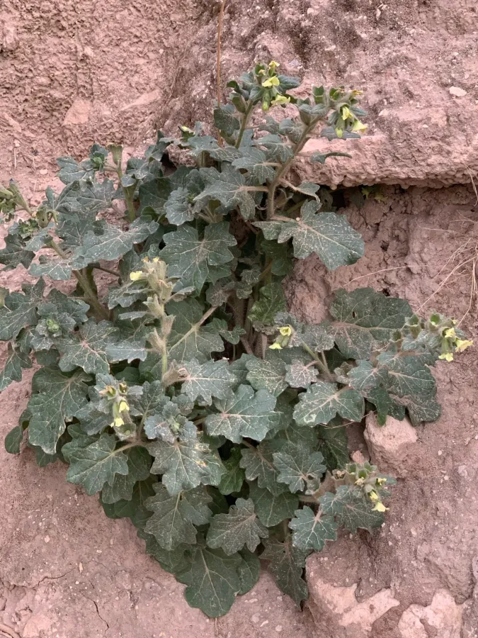 Hyoscyamus albus