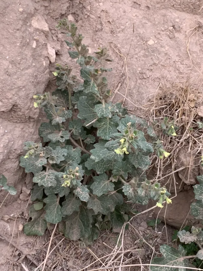 Hyoscyamus albus