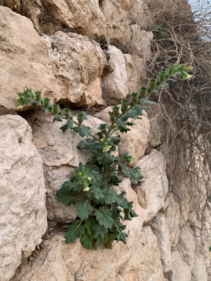 Hyoscyamus albus