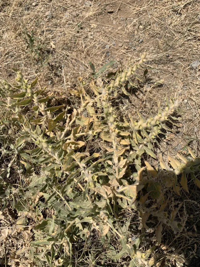 Hyoscyamus niger