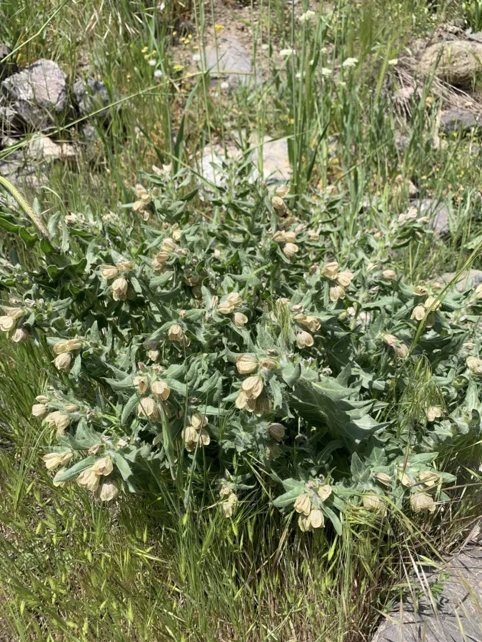 Hyoscyamus niger