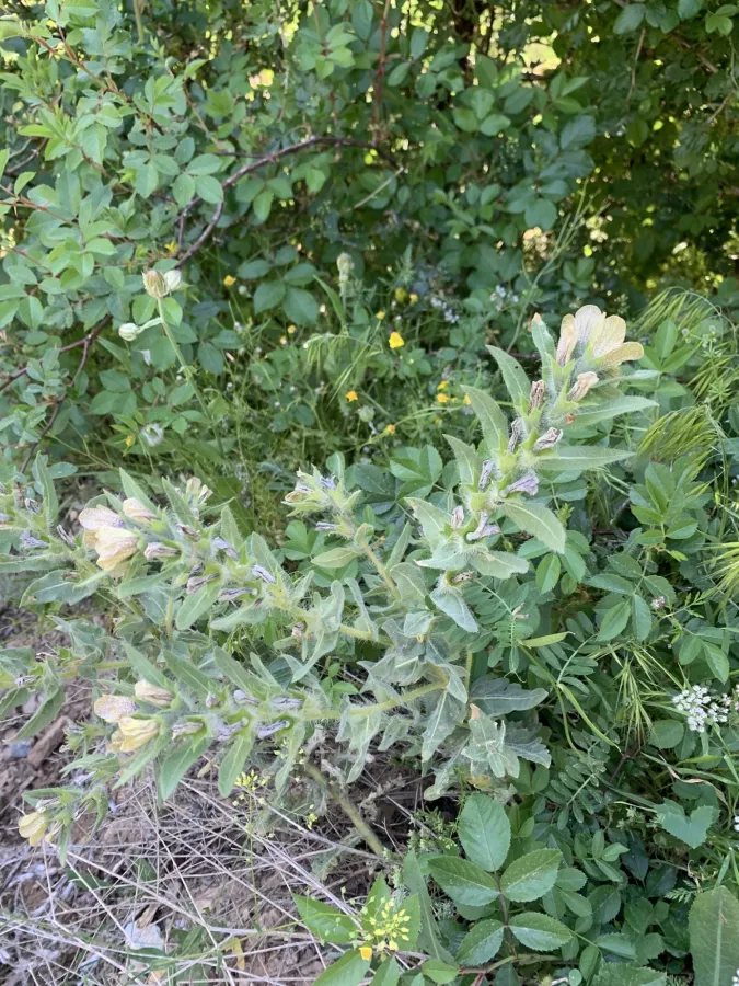 Hyoscyamus niger