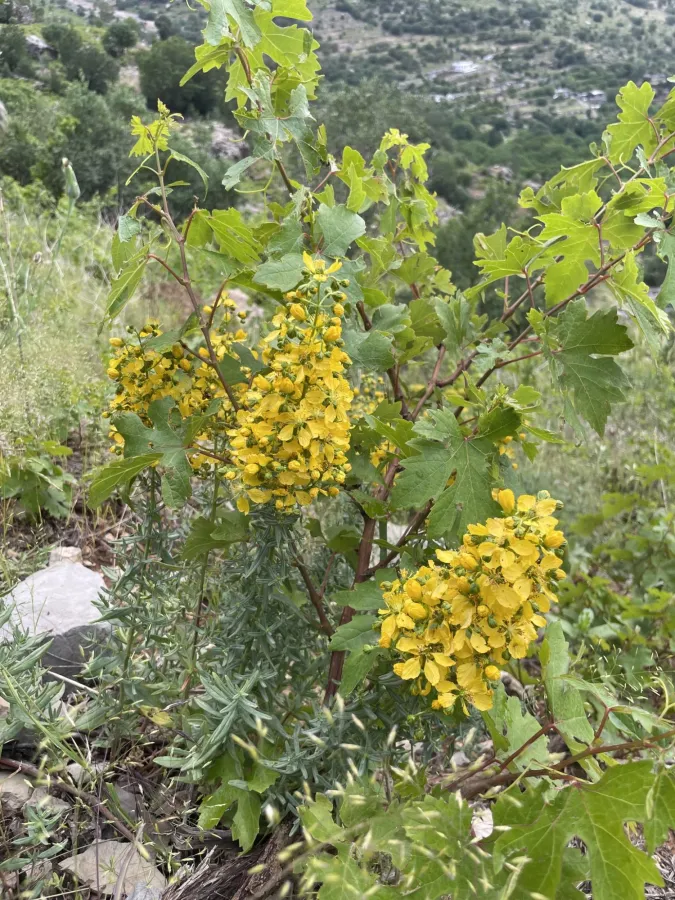 Hypericum amblysepalum