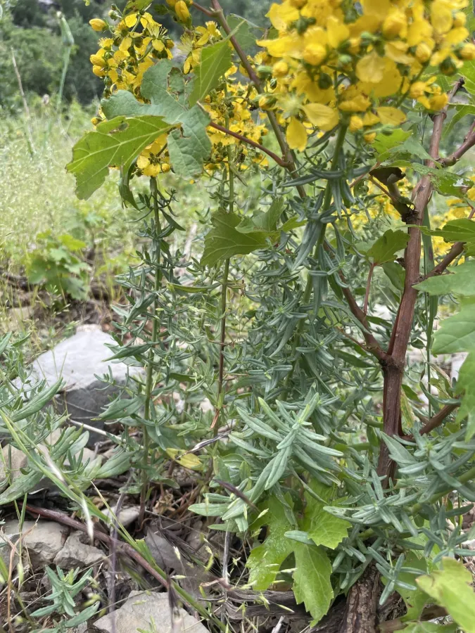 Hypericum amblysepalum