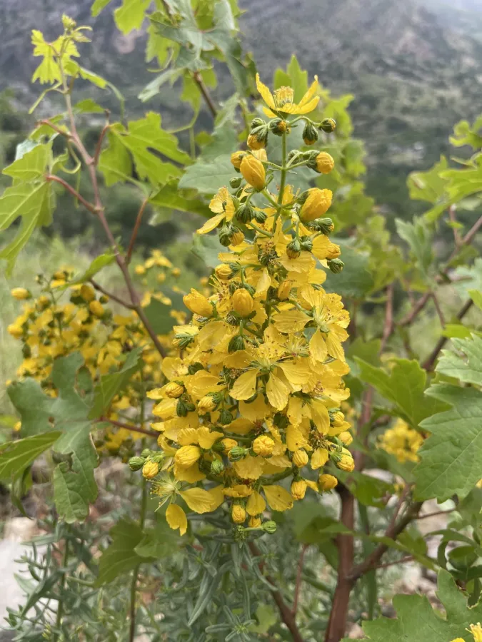 Hypericum amblysepalum