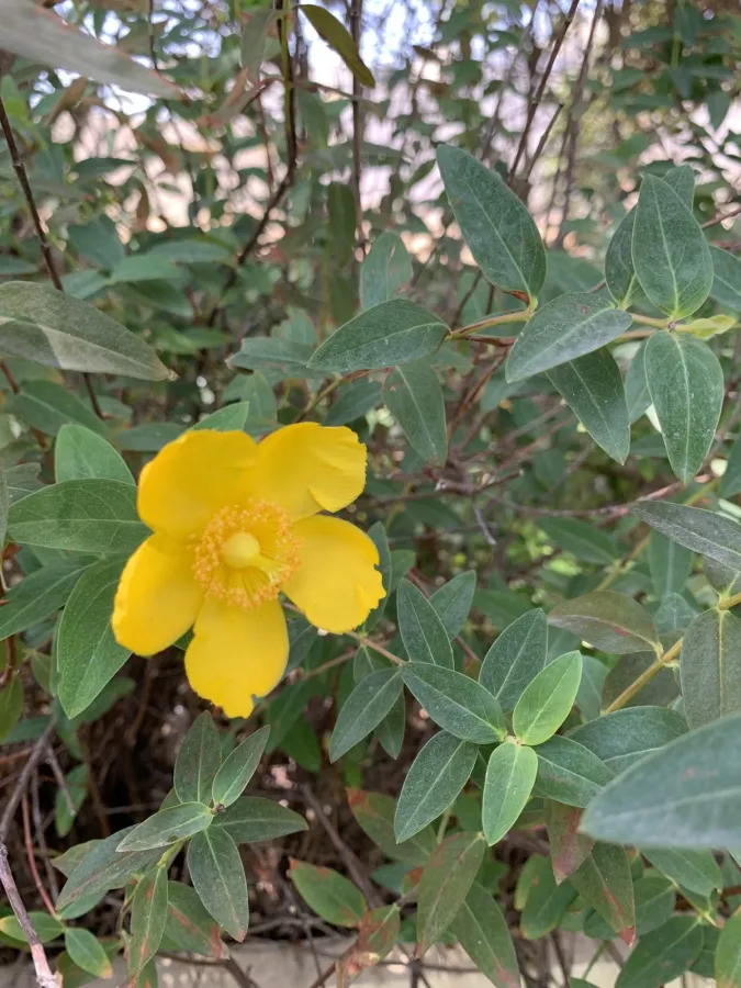 Hypericum calycinum