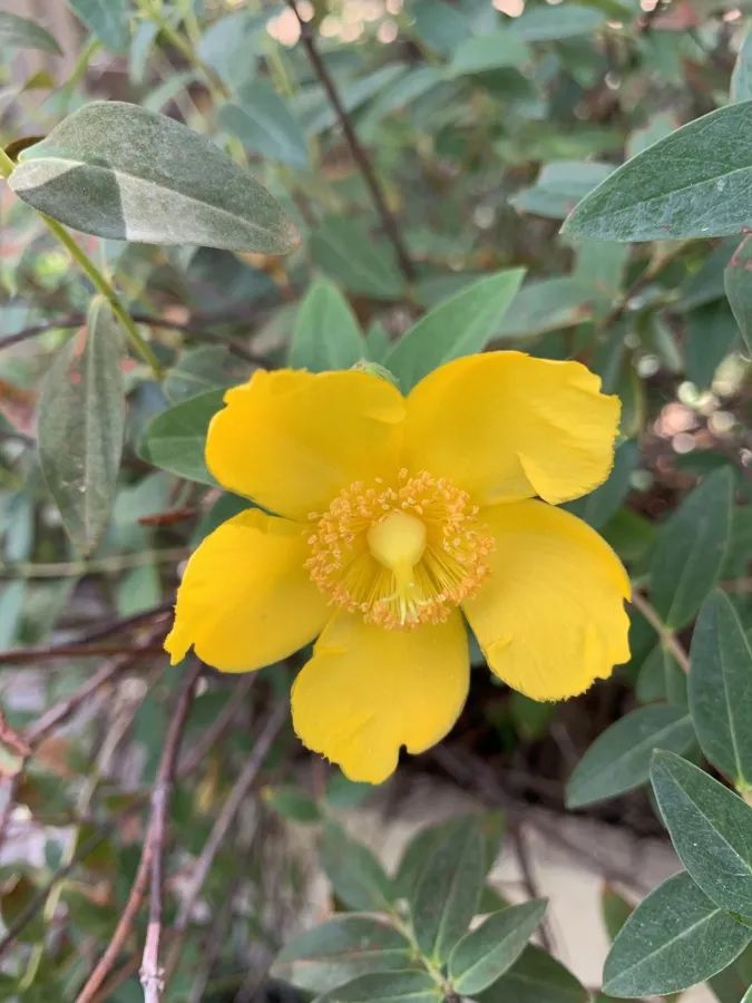 Hypericum calycinum