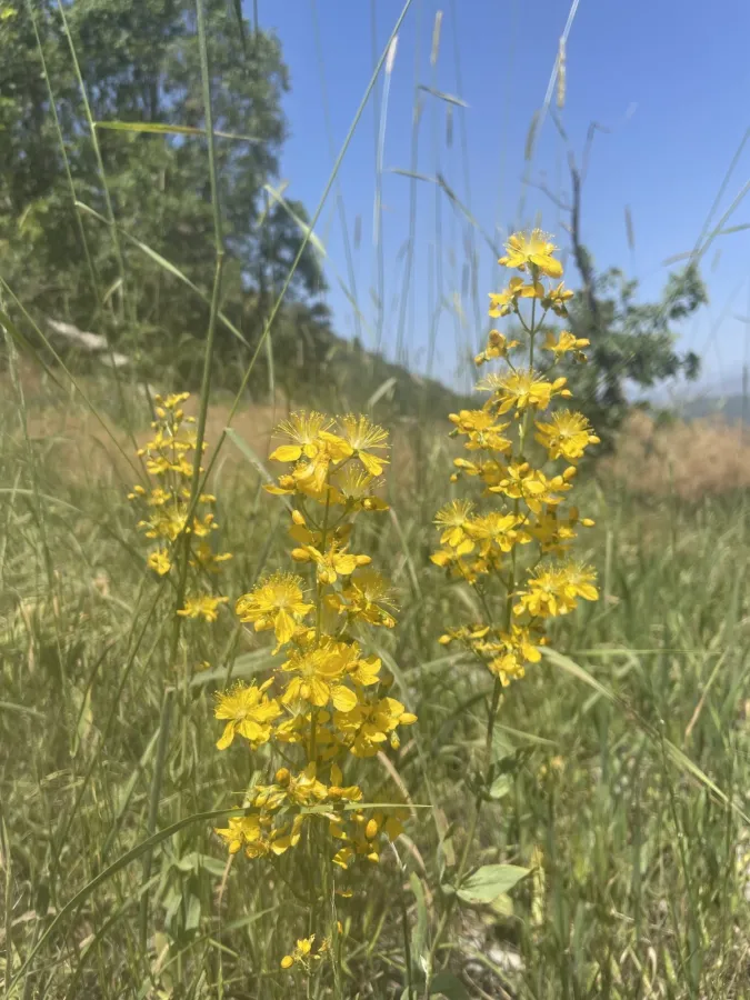 Hypericum lydium