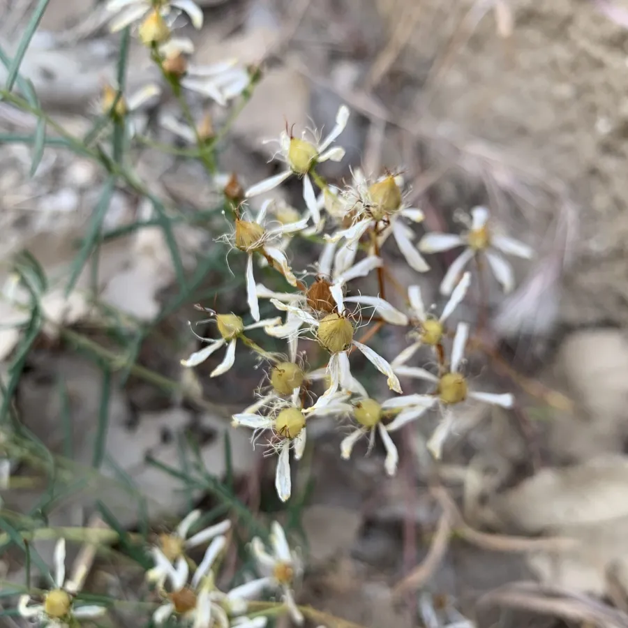Hypericum lydium