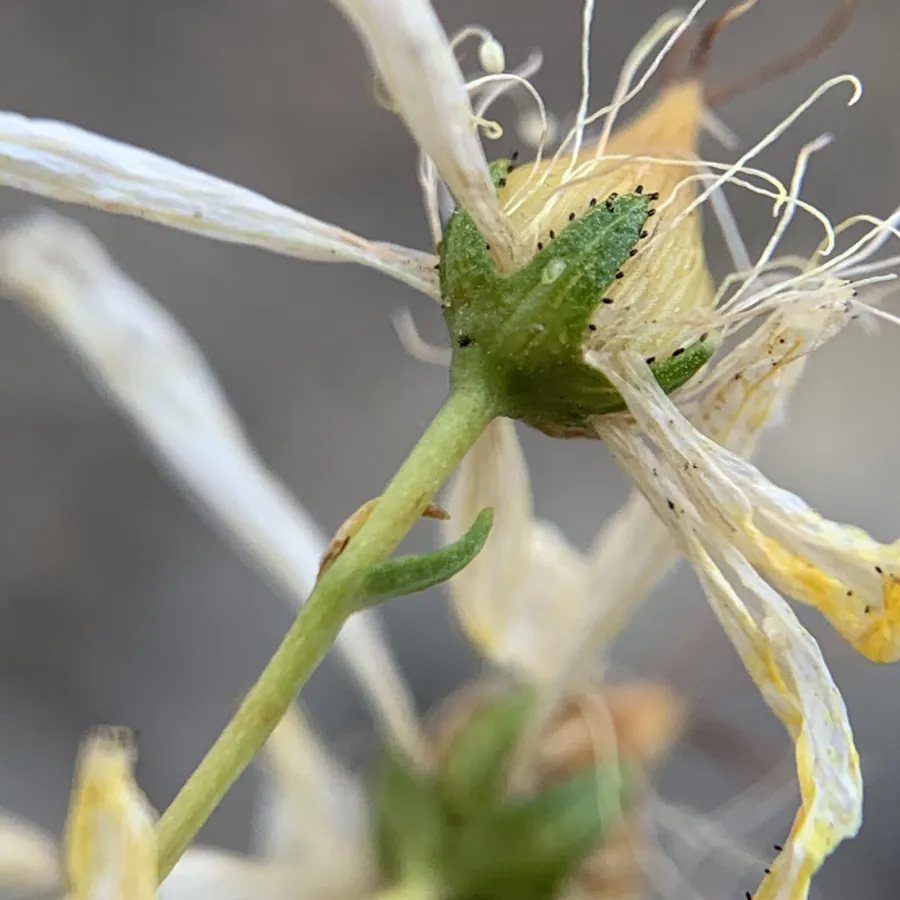 Hypericum lydium