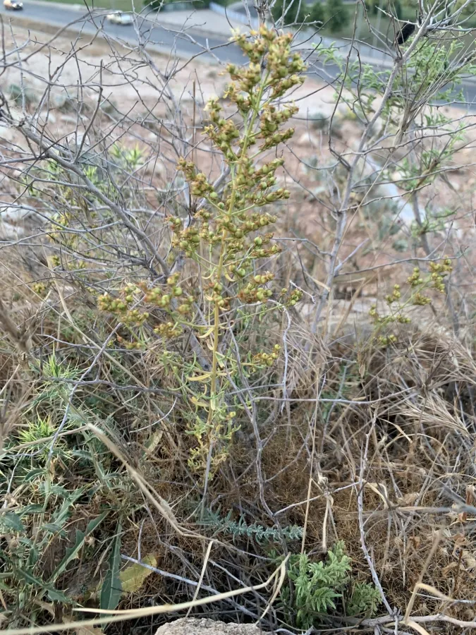 Hypericum lydium