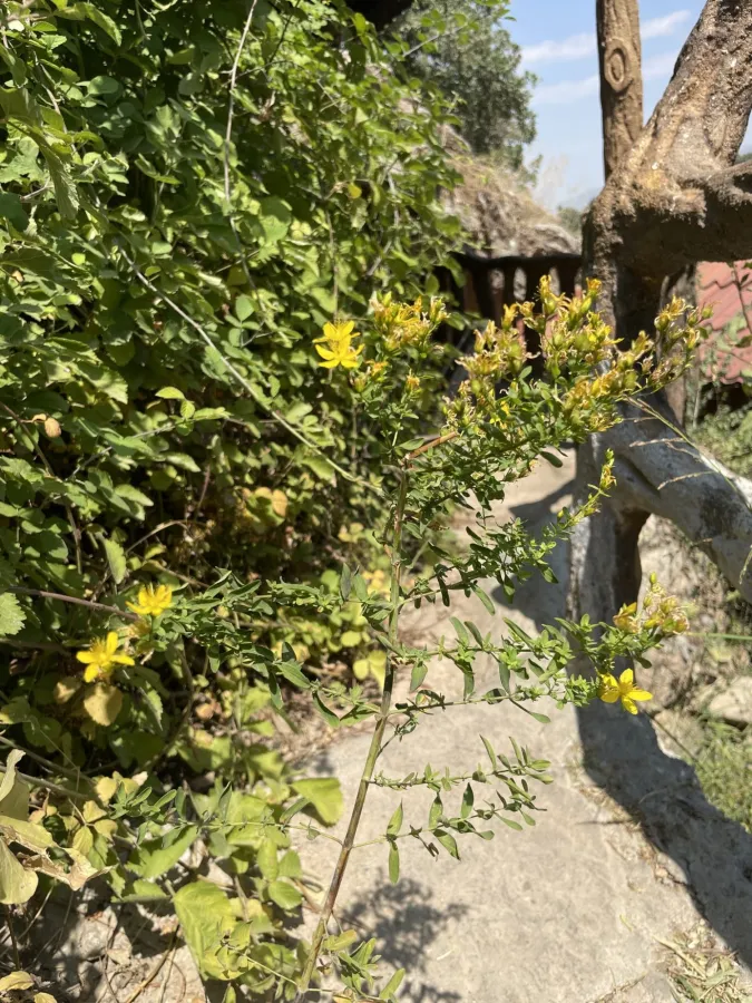 Hypericum perforatum