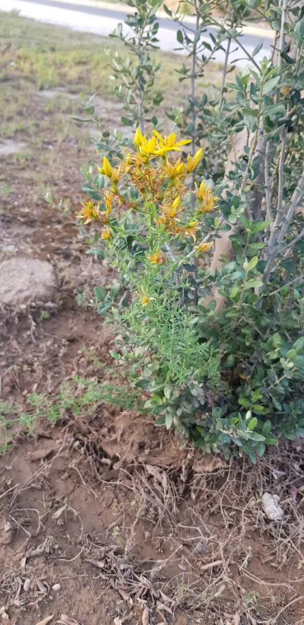 Hypericum perforatum