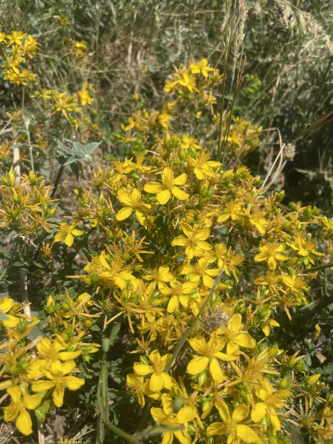 Hypericum perforatum