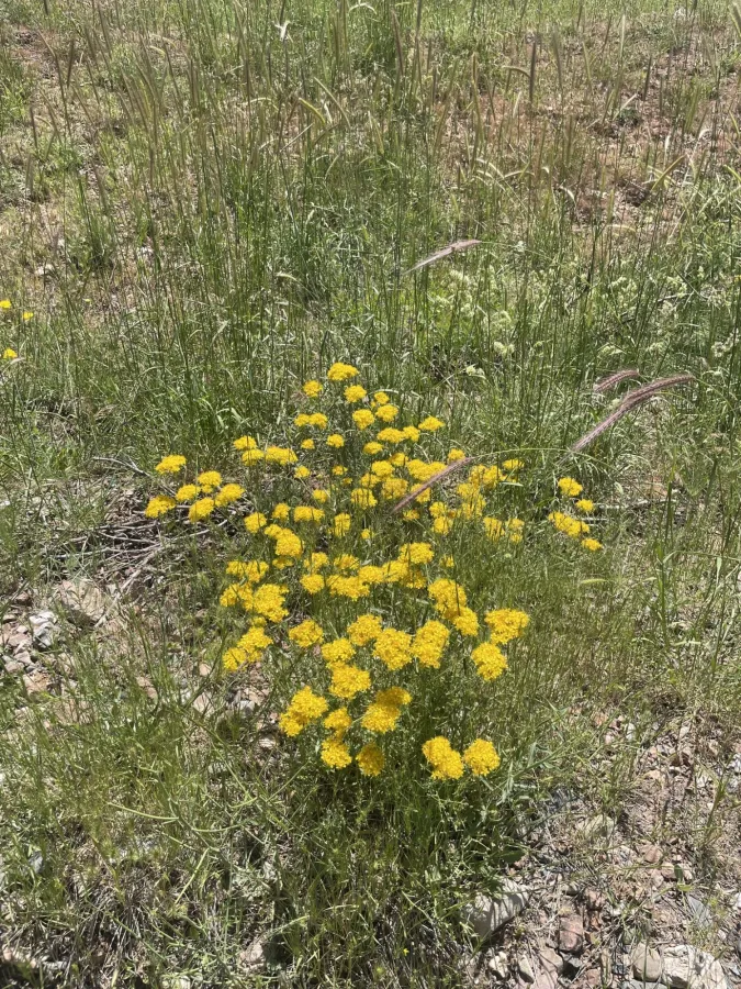 Hypericum scabrum