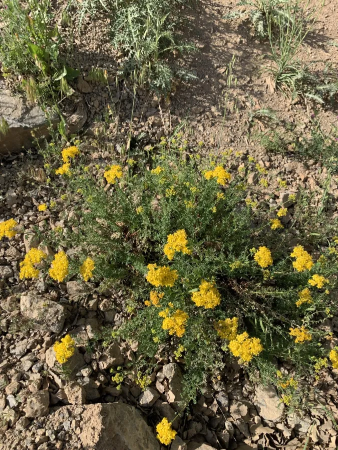 Hypericum scabrum