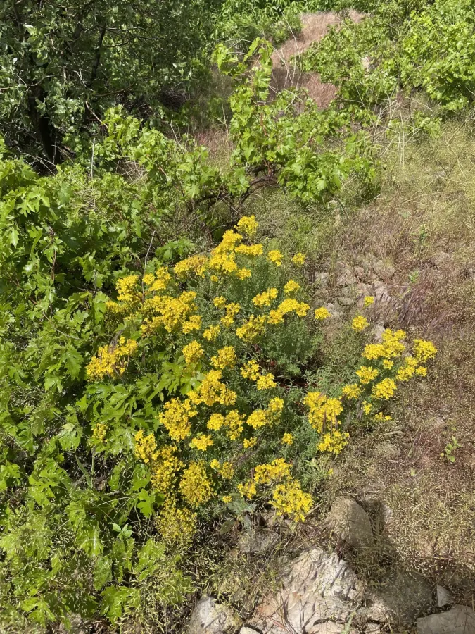 Hypericum scabrum